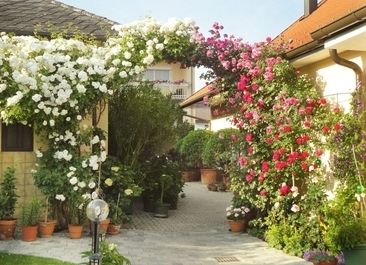 Blumengarten von Weingut Sommerhof